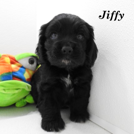 puppy, for, sale, Cocker Spaniel, Joe & Cherri  Overlease, dog, breeder, Miller, MO, dog-breeder, puppy-for-sale, forsale, nearby, find, puppyfind, locator, puppylocator, aca
